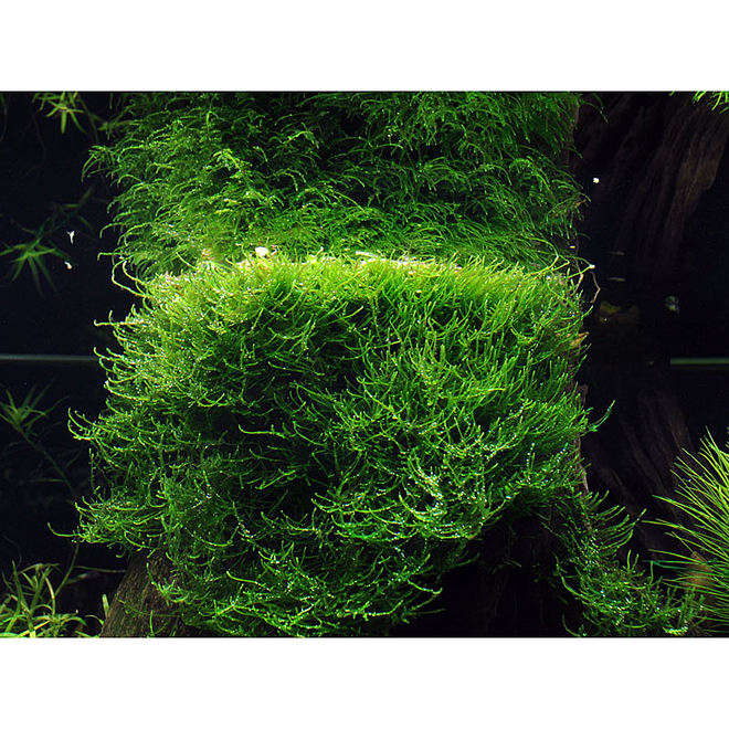 Taxiphyllum barbieri (Java mos), INVITRO bakje (PlantExpress)