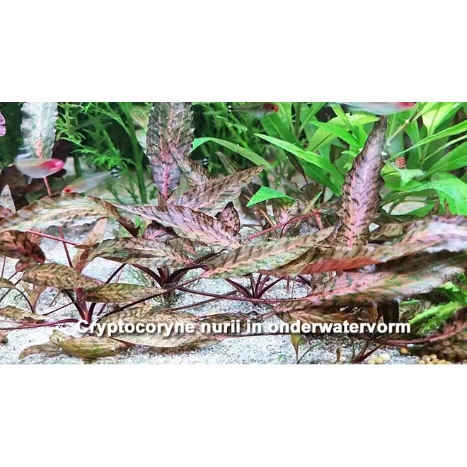 Cryptocoryne nurii, INVITRO bakje (PlantExpress)