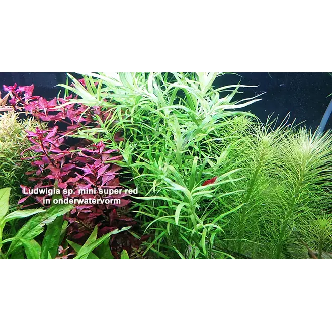 Ludwigia sp. mini super red