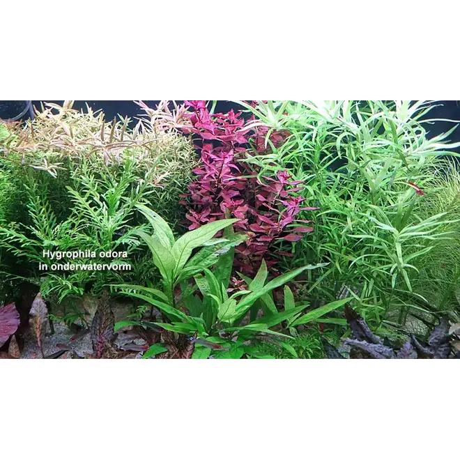 Hygrophila odora, INVITRO bakje (PlantExpress)