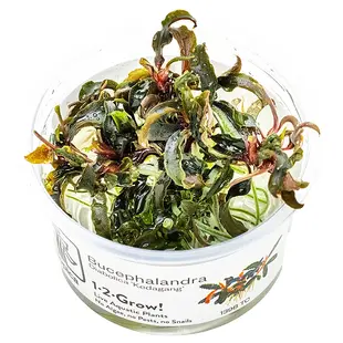 Bucephalandra Kedagang, INVITRO bakje (PlantExpress)