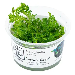 Selaginella uncinata (Terrarium), INVITRO bakje (PlantExpress)