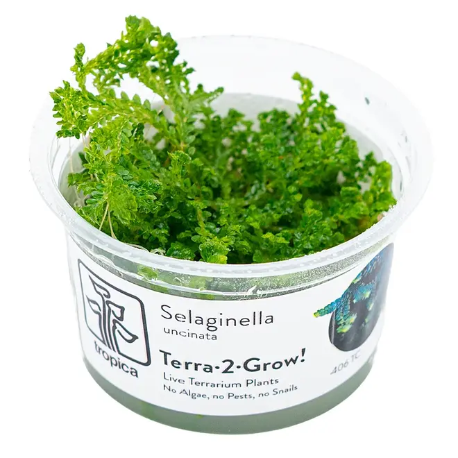 Selaginella uncinata (Terrarium), INVITRO bakje (PlantExpress)