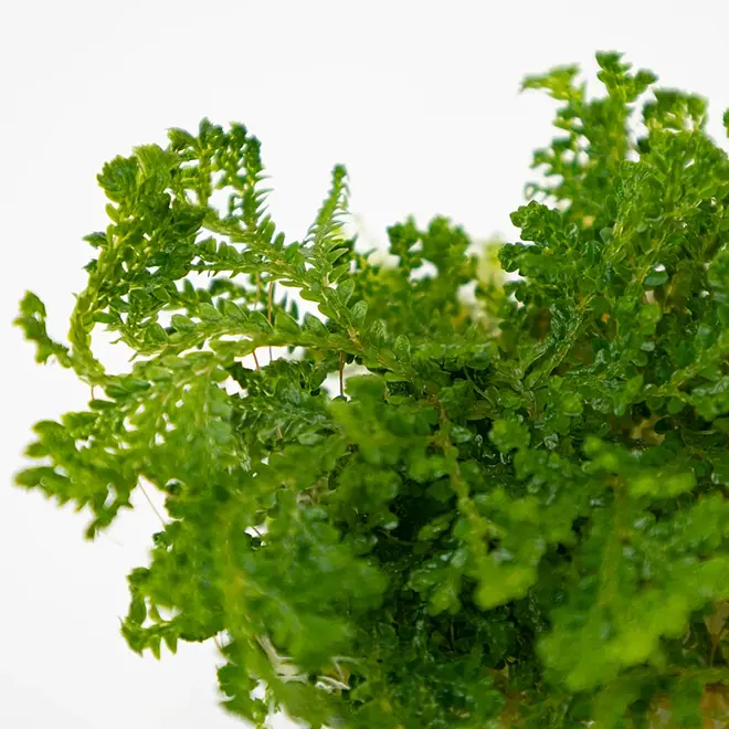 Selaginella uncinata (Terrarium), INVITRO bakje (PlantExpress)