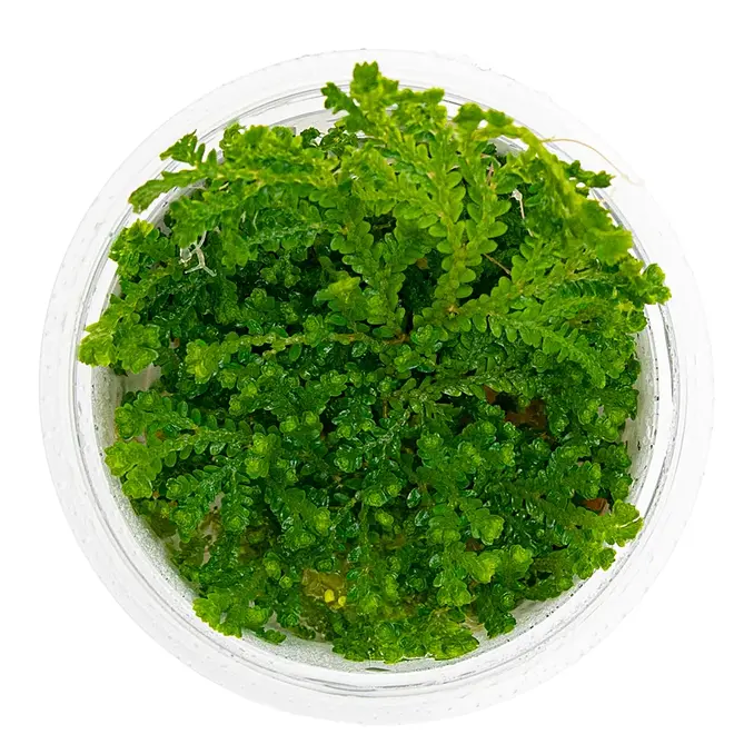 Selaginella uncinata (Terrarium), INVITRO bakje (PlantExpress)