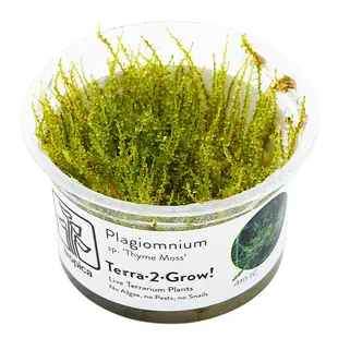 Plagiomnium sp. ''Thyme Moss'' (Terrarium), INVITRO bakje (PlantExpress)