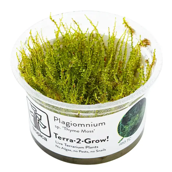 Plagiomnium sp. ''Thyme Moss'' (Terrarium), INVITRO bakje (PlantExpress)