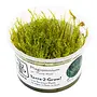 Plagiomnium sp. ''Thyme Moss'' (Terrarium), INVITRO bakje (PlantExpress)