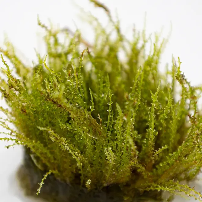 Plagiomnium sp. ''Thyme Moss'' (Terrarium), INVITRO bakje (PlantExpress)