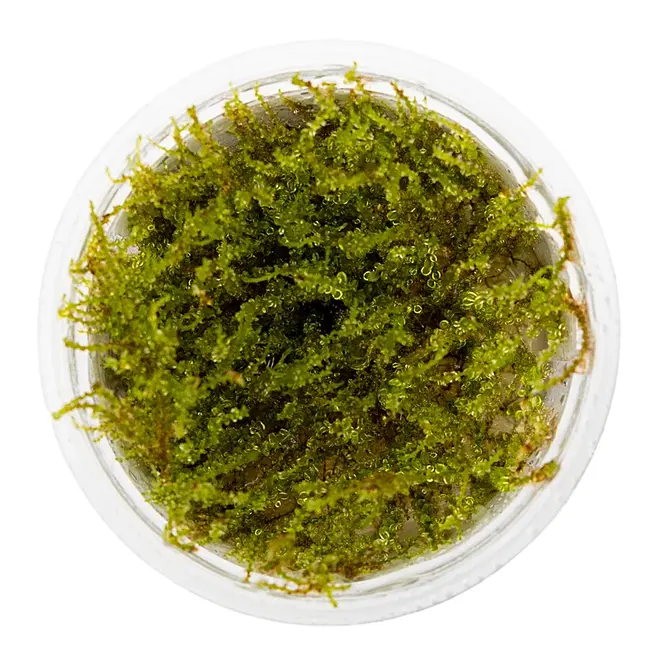 Plagiomnium sp. ''Thyme Moss'' (Terrarium), INVITRO bakje (PlantExpress)