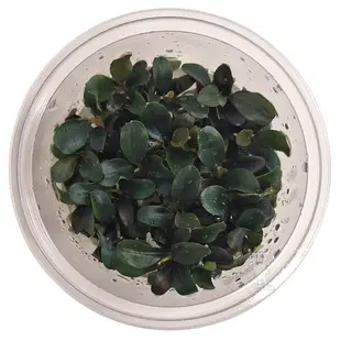 Bucephalandra ''theia red'', INVITRO bakje (PlantExpress)
