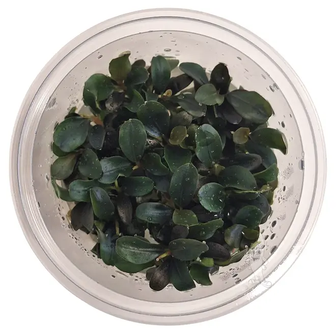 Bucephalandra ''theia red'', INVITRO bakje (PlantExpress)