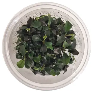 Bucephalandra ''maia'', INVITRO bakje (PlantExpress)