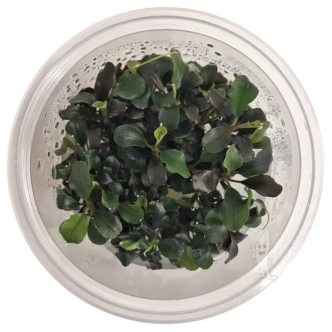 Bucephalandra ''maia'', INVITRO bakje (PlantExpress)