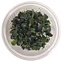 Bucephalandra ''maia'', INVITRO bakje (PlantExpress)
