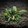 Bucephalandra ''caterina'', INVITRO bakje (PlantExpress)