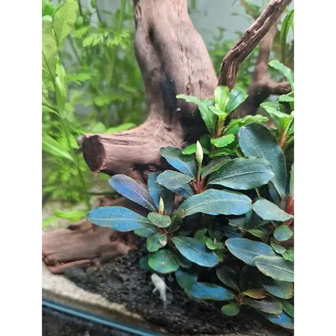Bucephalandra ''maia'', INVITRO bakje (PlantExpress)