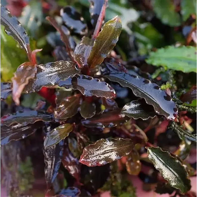 Bucephalandra ''theia red'', INVITRO bakje (PlantExpress)