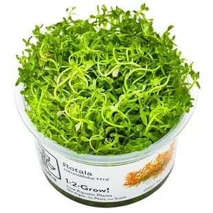 Rotala rotundifolia ''H'ra'', INVITRO bakje (PlantExpress)