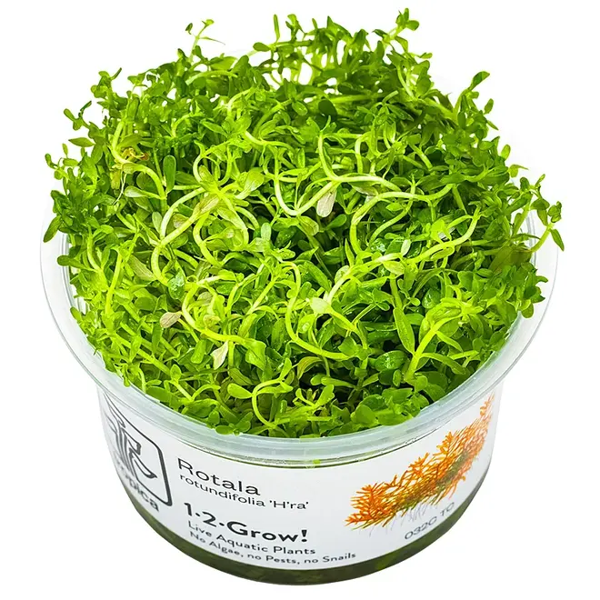 Rotala rotundifolia ''H'ra'', INVITRO bakje (PlantExpress)