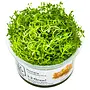Rotala rotundifolia ''H'ra'', INVITRO bakje (PlantExpress)