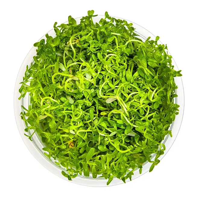 Rotala rotundifolia ''H'ra'', INVITRO bakje (PlantExpress)