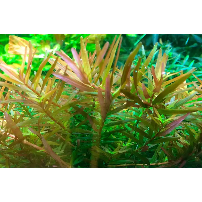 Rotala rotundifolia ''H'ra'', INVITRO bakje (PlantExpress)