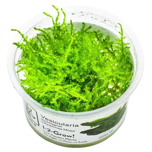 Vesicularia montagnei (Christmas mos), INVITRO bakje (PlantExpress)