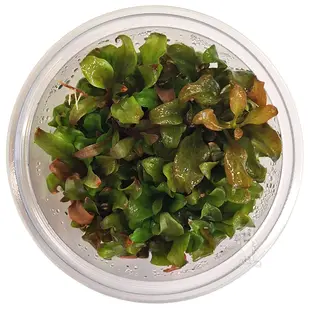 Lysimachia parvifolia 'Red', INVITRO bakje (PlantExpress)