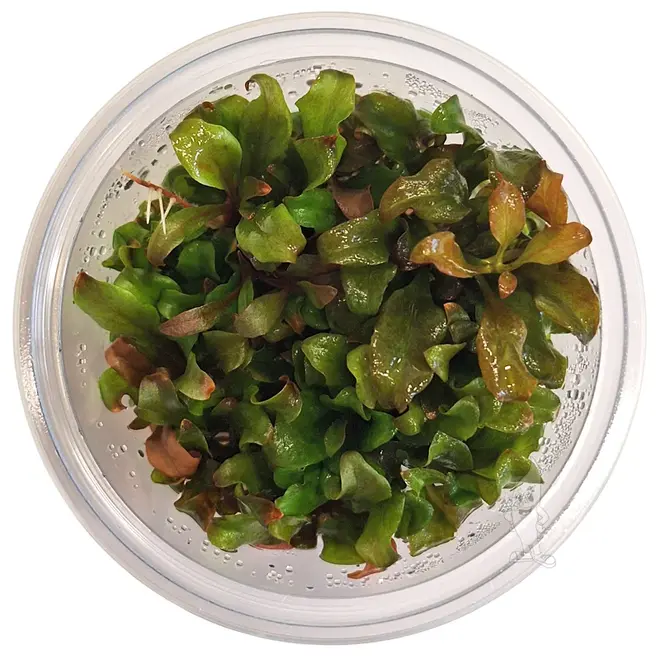 Lysimachia parvifolia 'Red', INVITRO bakje (PlantExpress)