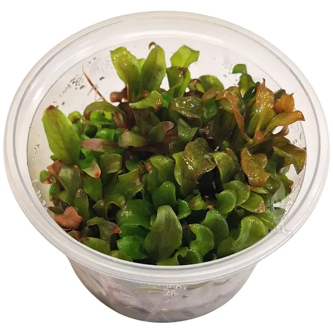 Lysimachia parvifolia 'Red', INVITRO bakje (PlantExpress)