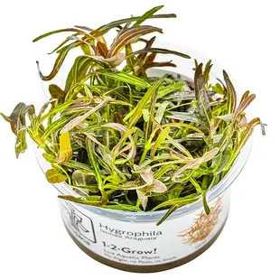 Hygrophila sp. Araguaia, INVITRO bakje (PlantExpress)