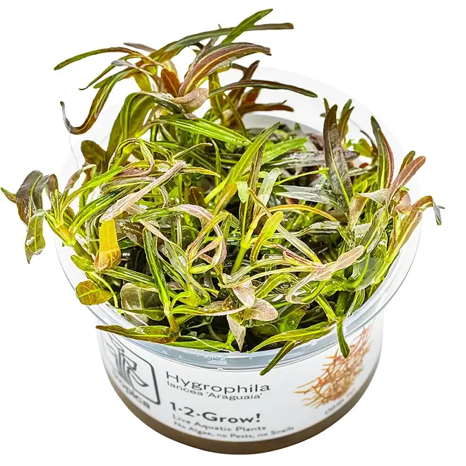Hygrophila sp. Araguaia, INVITRO bakje (PlantExpress)
