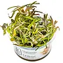 Hygrophila sp. Araguaia, INVITRO bakje (PlantExpress)