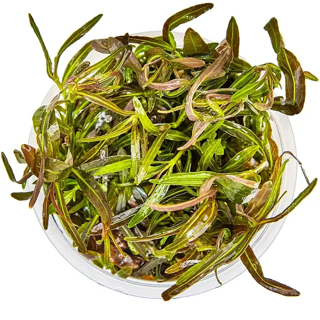 Hygrophila sp. Araguaia, INVITRO bakje (PlantExpress)