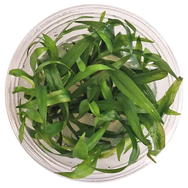 Helanthium bolivianum ''Quadricostatus'', INVITRO bakje (PlantExpress)