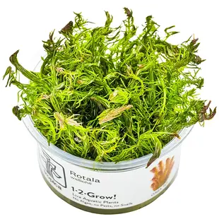 Rotala wallichii, INVITRO bakje (PlantExpress)