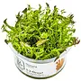 Rotala wallichii, INVITRO bakje (PlantExpress)
