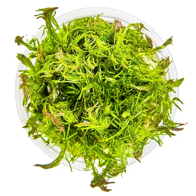 Rotala wallichii, INVITRO bakje (PlantExpress)
