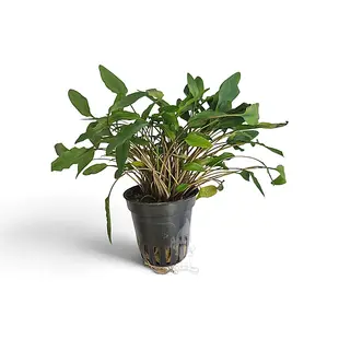 Cryptocoryne undulata