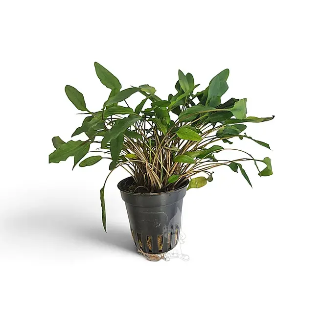 Cryptocoryne undulata
