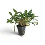 Cryptocoryne undulata