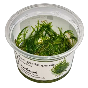 Najas guadalupensis 'Guppy Grass', INVITRO bakje (PlantExpress)