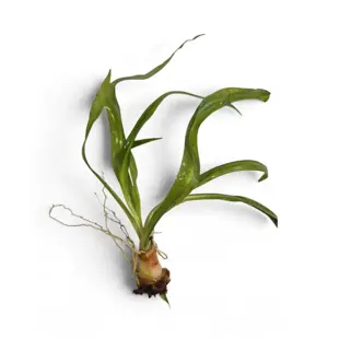 Crinum thaianum - Uienplant