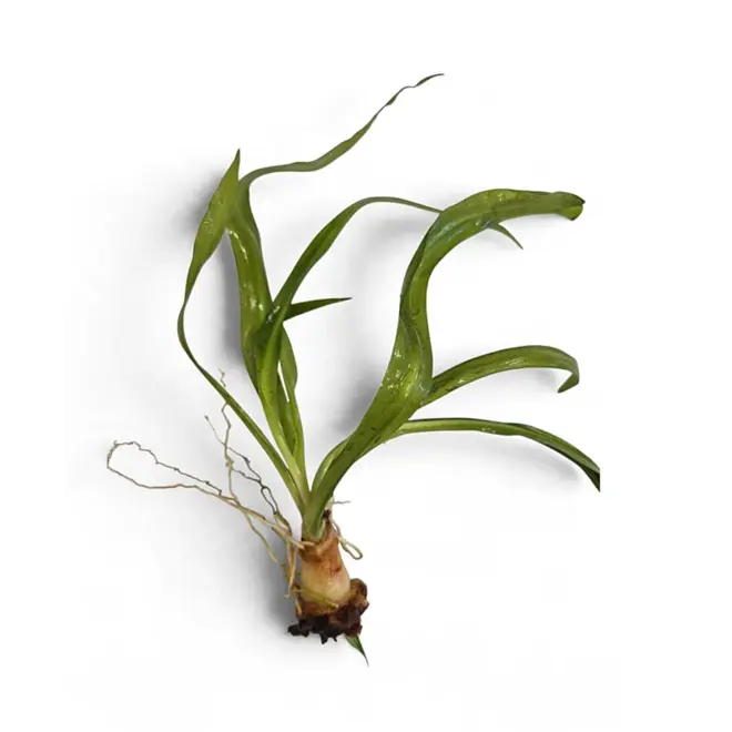 Crinum thaianum - Uienplant
