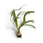 Crinum thaianum - Uienplant