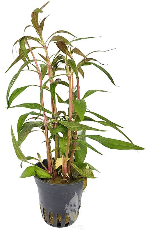 Plant van de Maand