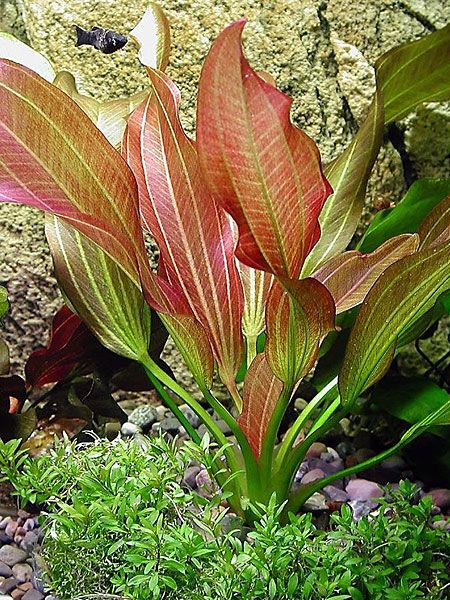 Plant van de Maand