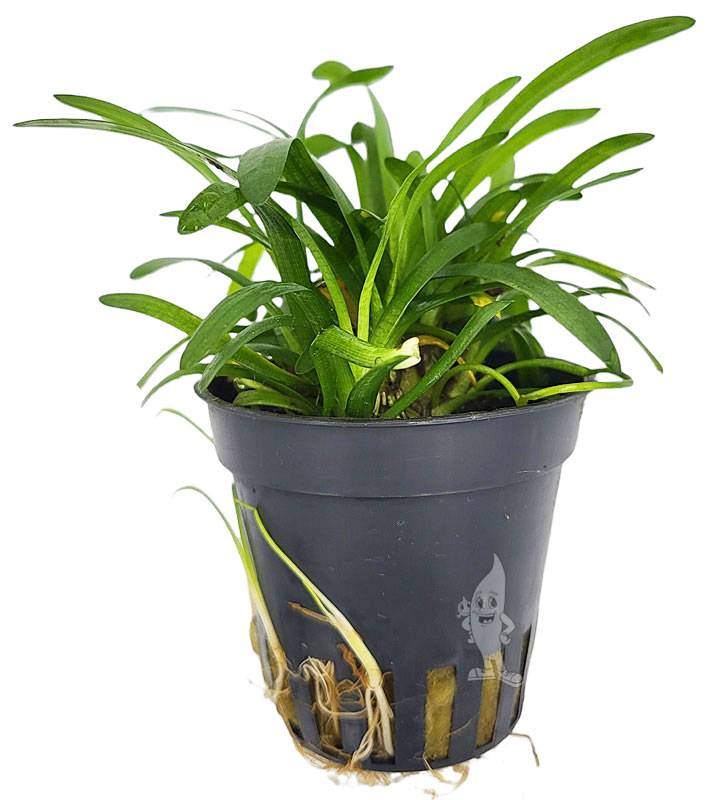 Plant van de Maand