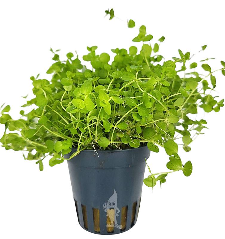 Plant van de Maand